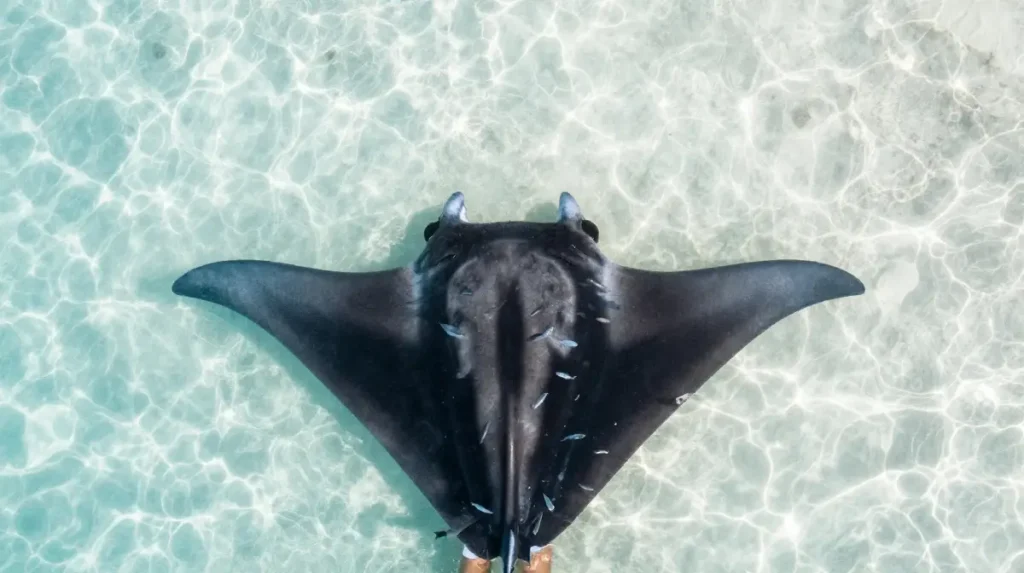 Manta Ray Tattoos That Glide Across the Skin Like They Own the Ocean