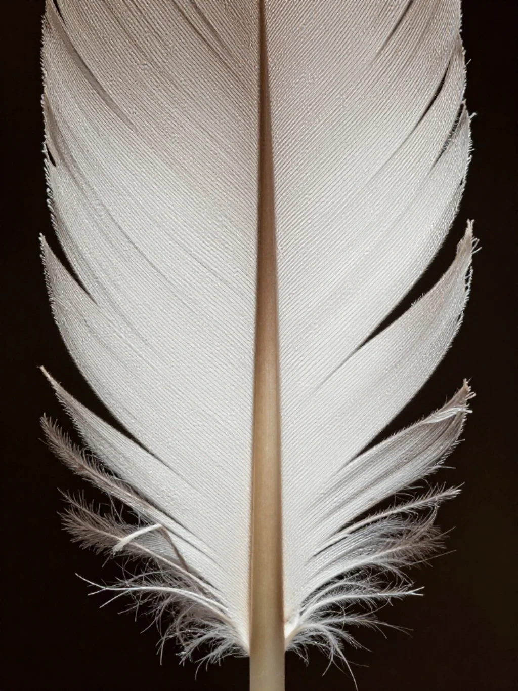 Angel Wings Tattoo Ideas and the Celestial Symbolism Behind Every Feather