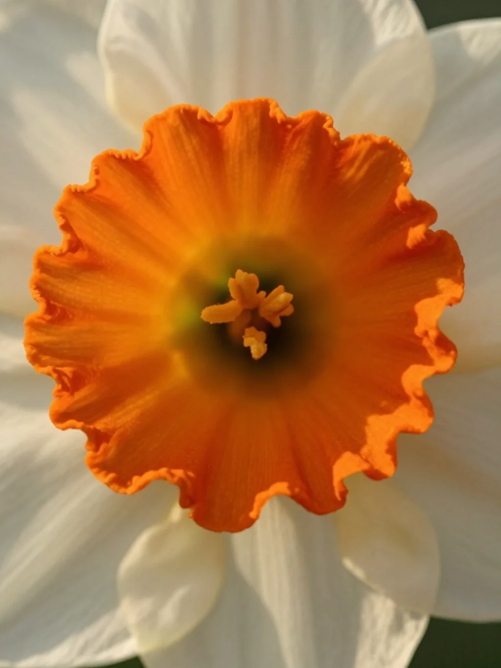 The Narcissus Trumpet Center: The Design Detail Most Artists Get Wrong
